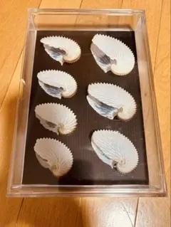 2025年最新】アオイガイの人気アイテム - メルカリ