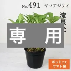 ポットごとヤマト便490】ヤマアジサイ 2年生充実株 富士の滝 - メルカリ