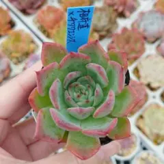 おらいさん苗　相府蓮xそわそわ　青札 おらいさん苗 相府蓮xそわそわ 青札