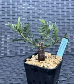 センナメリディオナリス 実生 鉢ごと 塊根 - メルカリ