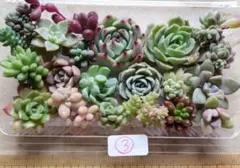 ③多肉植物ミニ苗詰め合わせセット