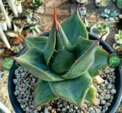 い*と様 アガベ　AGAVE　ハイブリッド　パラサナ　パリー　オバティフォリア Agave parrasana x parryi-truncata hybrid アガベ パラサナ× パリー
