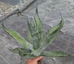 2025年最新】サルミアナ クラッシスピナの人気アイテム - メルカリ