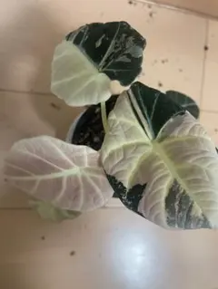 2025年最新】アロカシア ブラックベルベット ピンクの人気