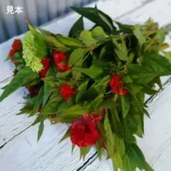 摘みたて♪　季節の切り花　8本以上のサムネイル