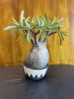 パキポディウムグラキリス2頭 VALIEM 鉢植え 塊根植物 コーデックス