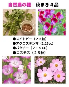 自然農の種 秋まき４品 パクチ　コスモス　スイトピー　アグロステンマ