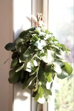 2025年最新】ポポラス スワッグの人気アイテム - メルカリ