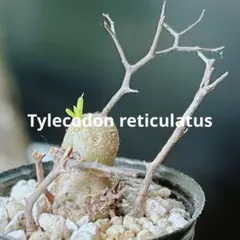 2026年最新】チレコドン 万物想の人気アイテム - メルカリ