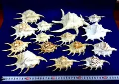 貝殻標本 ウミギクガイ チリボタン 20個セット海菊 二枚貝 貝 珍品