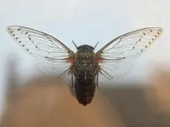갈색 매미 표본