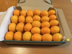 ハウスみかん　小玉みかん　静岡県産のサムネイル