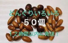どんぐりいろいろ 50個