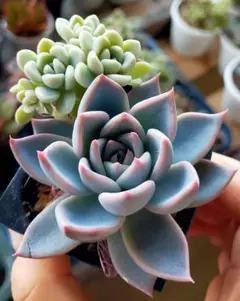 2025年最新】てんてんてまりの人気アイテム - メルカリ