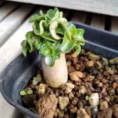 2025年最新】アデニウム ドーセットホーンの人気アイテム - メルカリ