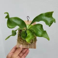 ビカクシダ 　ヒリーオーチャオ 1294636621.jpg?1631150704