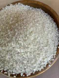 もち米10キロ／令和7年産 千葉県産 幻 の白い古代米／購入後籾摺り精米発送 もち米10キロ／令和7年産 千葉県産 幻 の白い古代米／購入後籾摺り精米