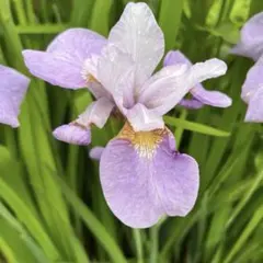 期間限定出品 小型のアヤメ 白・青花5本ずつ 抜き苗（土・ポットなし