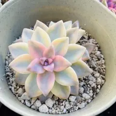 淡雪錦　エケベリア　カット苗　多肉植物