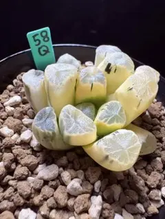 多肉植物 ハオルチア 氷天使錦 - メルカリ