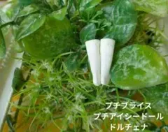 メルミホ様 リクエスト 3点 まとめ商品