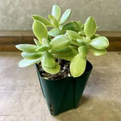 2025年最新】金のなる木花月錦の人気アイテム - メルカリ