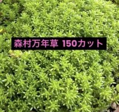 【専用】森村万年草、ブロウメアナ 2026年最新】森村万年草 の人気アイテム - メルカリ
