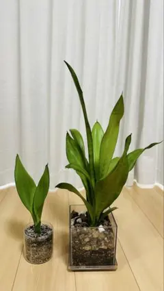 サンスベリア 観葉植物 2鉢セット 透明鉢のサムネイル