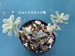 ジョイスタロック錦　多肉植物　抜き苗