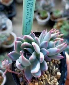 2025年最新】堀川コロラータの人気アイテム - メルカリ