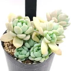 リナリア様 リクエスト 3点 まとめ商品