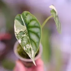 アロカシア サンデリアーナ ノビリスピンク 斑入り Alocasia nobilis pink variegated - Etsy 日本