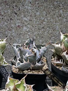 2026年最新】アガベチタノタブルーの人気アイテム - メルカリ