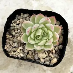 新入荷 赤魔王 エケベリア 多肉植物 1苗 - メルカリ
