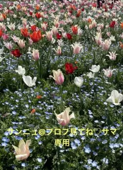 PlayStation Portal リモートプレーヤー CFIJ-18000