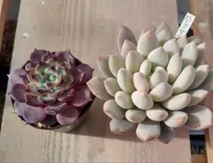 2026年最新】沙羅姫牡丹の人気アイテム - メルカリ