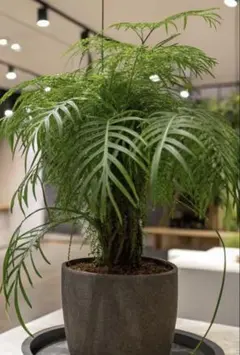 2026年最新】フィロデンドロン トータムの人気アイテム - メルカリ