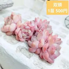 ウォングム農場◎ピンキールミ◎多肉植物 カット苗 輸入苗 エケベリア 