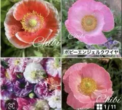 ❤️美色可愛い＊ポピー エンジェルクワイヤ種７０粒 【正規品】