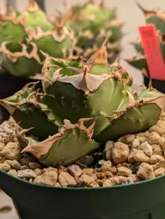 速達【鉢ごと発送】活着済み　ぶつぶつだらけ　アガベ　鰐亀　TC 上澳園芸 速達【鉢ごと発送】ぶつぶつ 活着 アガベ 鰐亀TC 上澳園芸