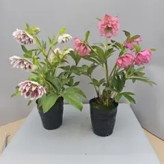 akiko1104misaki様 リクエスト 2点 まとめ商品