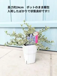 s1様 リクエスト 2点 まとめ商品