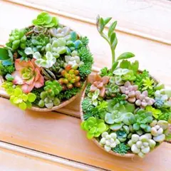 小豆&大豆様 リクエスト 2点 まとめ商品