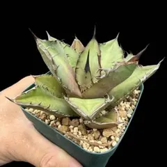 2025年最新】ブラックファイヤー チタノタ アガベの人気アイテム