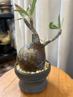 2025年最新】ウィンゾリー 現地球の人気アイテム - メルカリ