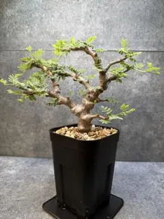 2026年最新】塊根植物 センナ メリディオナリスの人気アイテム - メルカリ