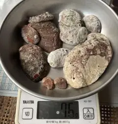 トコブシ・アワビ　貝殻　55g以上