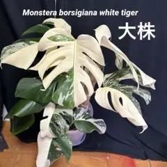 アロイド系  (GRASS OPEN)様 リクエスト 2点 まとめ商品