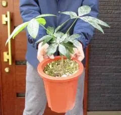 ク*ー様 50センチ越！実生パキラミルキーウェイ 2025年最新】パキラ ミルキーウェイ 実生の人気アイテム - メルカリ