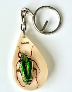 メキシコ産　テナガハナムグリ　25mm メキシコ産テナガハナムグリ25mm